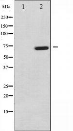Phospho-TAK1 (Thr187) Antibody in Western Blot (WB)