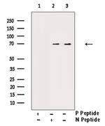 Phospho-TAK1 (Thr187) Antibody in Western Blot (WB)
