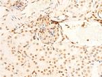 Phospho-EIF2S1 (Ser51) Antibody in Immunohistochemistry (Paraffin) (IHC (P))