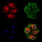 Phospho-Connexin 43 (Ser368) Antibody in Immunocytochemistry (ICC/IF)