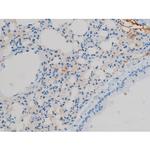 Phospho-Connexin 43 (Ser368) Antibody in Immunohistochemistry (Paraffin) (IHC (P))