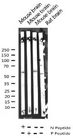 Phospho-Synaptotagmin 1/2 (Thr202) Antibody in Western Blot (WB)