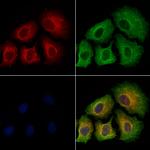 Phospho-IRS1 (Ser639) Antibody in Immunocytochemistry (ICC/IF)