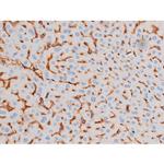 Phospho-IRS1 (Ser639) Antibody in Immunohistochemistry (Paraffin) (IHC (P))