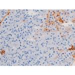 Phospho-IRS1 (Ser639) Antibody in Immunohistochemistry (Paraffin) (IHC (P))