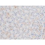 Phospho-IRS1 (Ser639) Antibody in Immunohistochemistry (Paraffin) (IHC (P))