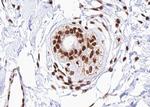 Phospho-CHOP (Ser30) Antibody in Immunohistochemistry (Paraffin) (IHC (P))