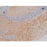 Phospho-alpha Synuclein (Ser129) Antibody in Immunohistochemistry (Paraffin) (IHC (P))