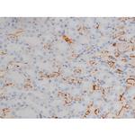 Phospho-alpha Synuclein (Ser129) Antibody in Immunohistochemistry (Paraffin) (IHC (P))