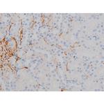 Phospho-alpha Synuclein (Ser129) Antibody in Immunohistochemistry (Paraffin) (IHC (P))