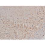 Phospho-alpha Synuclein (Ser129) Antibody in Immunohistochemistry (Paraffin) (IHC (P))