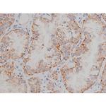 Phospho-alpha Synuclein (Ser129) Antibody in Immunohistochemistry (Paraffin) (IHC (P))