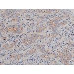 Phospho-alpha Synuclein (Ser129) Antibody in Immunohistochemistry (Paraffin) (IHC (P))