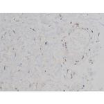 Phospho-alpha Synuclein (Ser129) Antibody in Immunohistochemistry (Paraffin) (IHC (P))