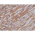 Phospho-alpha Synuclein (Ser129) Antibody in Immunohistochemistry (Paraffin) (IHC (P))