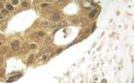 Phospho-STAT5 alpha/beta (Ser725, Ser730) Antibody in Immunohistochemistry (Paraffin) (IHC (P))