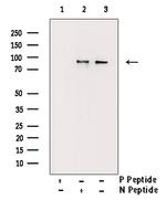 Phospho-STAT5 alpha/beta (Ser725, Ser730) Antibody in Western Blot (WB)
