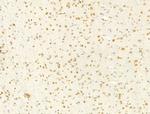 Phospho-Ataxin 1 (Ser775) Antibody in Immunohistochemistry (Paraffin) (IHC (P))