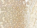 Phospho-Ataxin 1 (Ser775) Antibody in Immunohistochemistry (Paraffin) (IHC (P))