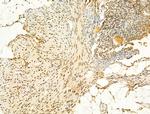 Phospho-Ataxin 1 (Ser775) Antibody in Immunohistochemistry (Paraffin) (IHC (P))