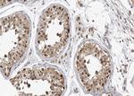 Phospho-Caspase 9 (Thr125) Antibody in Immunohistochemistry (Paraffin) (IHC (P))