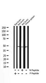 Phospho-Caspase 9 (Thr125) Antibody in Western Blot (WB)
