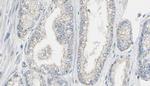 Phospho-Calmodulin 1/2/3 (Thr79, Ser81) Antibody in Immunohistochemistry (Paraffin) (IHC (P))