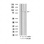 Phospho-HSF1 (Ser303) Antibody in Western Blot (WB)