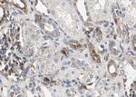 Phospho-RelB (Ser573) Antibody in Immunohistochemistry (Paraffin) (IHC (P))