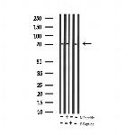 Phospho-RelB (Ser573) Antibody in Western Blot (WB)