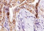 Phospho-BIK (Thr33) Antibody in Immunohistochemistry (Paraffin) (IHC (P))