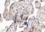 Phospho-PKD1/2/3/PKC mu (Ser738, Ser742) Antibody in Immunohistochemistry (Paraffin) (IHC (P))