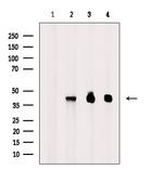 Phospho-p38 MAPK (Tyr182) Antibody in Western Blot (WB)