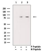 Phospho-RACGAP1 (Ser387) Antibody in Western Blot (WB)