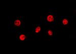 TWIST1 Antibody in Immunocytochemistry (ICC/IF)