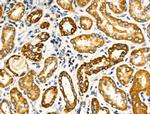 NDUFA4 Antibody in Immunohistochemistry (Paraffin) (IHC (P))