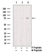 Phospho-GAB2 (Ser623) Antibody in Western Blot (WB)