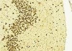 Phospho-hnRNP D (Ser83) Antibody in Immunohistochemistry (Paraffin) (IHC (P))