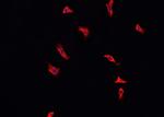 Phospho-Annexin A2 (Ser26) Antibody in Immunocytochemistry (ICC/IF)