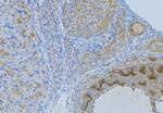 Phospho-Annexin A2 (Ser26) Antibody in Immunohistochemistry (Paraffin) (IHC (P))