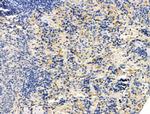 MMP8 Antibody in Immunohistochemistry (Paraffin) (IHC (P))
