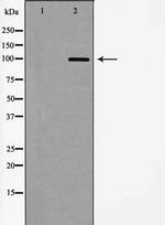 mGluR8 Polyclonal Antibody