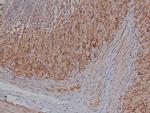 Phospho-BACE1 (Ser498) Antibody in Immunohistochemistry (Paraffin) (IHC (P))