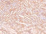 Phospho-NFkB p50/p105 (Ser923) Antibody in Immunohistochemistry (Paraffin) (IHC (P))
