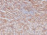 Phospho-NFkB p50/p105 (Ser923) Antibody in Immunohistochemistry (Paraffin) (IHC (P))