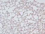 Phospho-NFkB p50/p105 (Ser923) Antibody in Immunohistochemistry (Paraffin) (IHC (P))