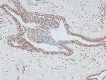 Phospho-B-Myb (Thr494) Antibody in Immunohistochemistry (Paraffin) (IHC (P))