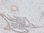 Phospho-CD150 (Tyr327) Antibody in Immunohistochemistry (Paraffin) (IHC (P))