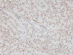 Phospho-CD150 (Tyr327) Antibody in Immunohistochemistry (Paraffin) (IHC (P))