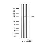 Phospho-CD150 (Tyr327) Antibody in Western Blot (WB)